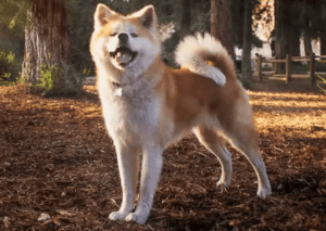 Perro akita Inu