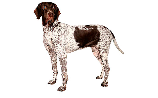 Antiguo perro de muestra danés