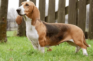 Perro basset artesiano de normandía