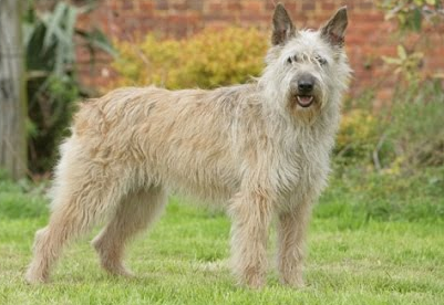 Perro boyero de las ardena