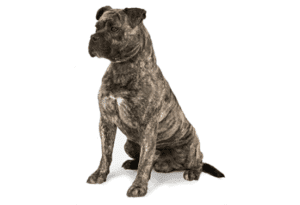 Perro cimarrón uruguayo
