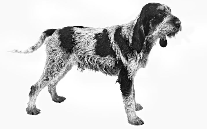 Perro grifón azul de gascuña