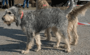 Perro Grifón niverna