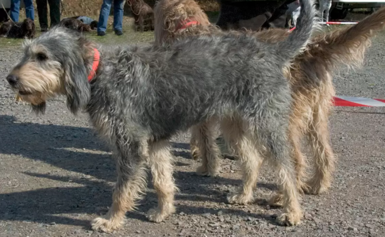 Perro Grifón niverna