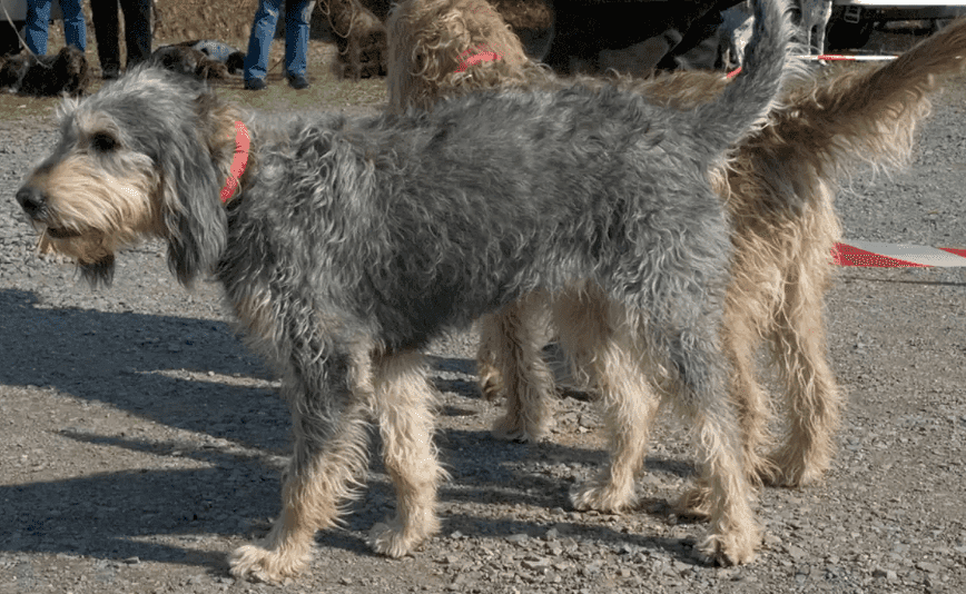 Perro Grifón niverna