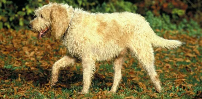 Perro grifón vandeano grande