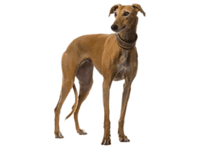 Perro lebrel polaco