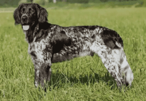 Perro münsterländer grande