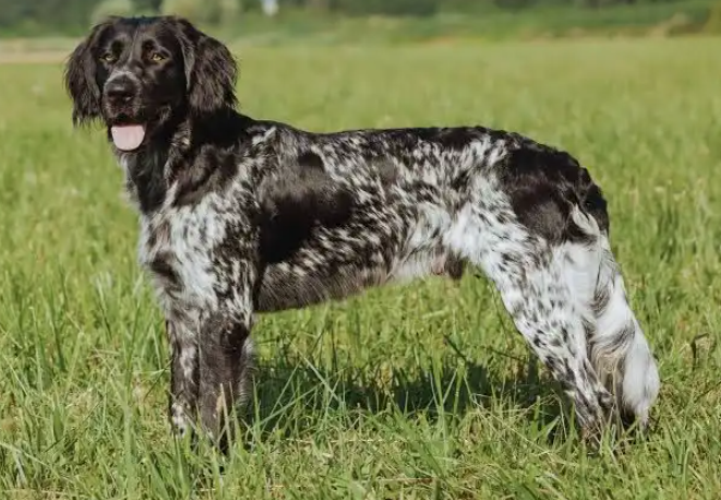 Perro münsterländer grande