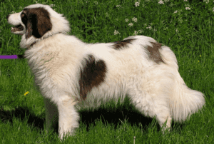 Perro tornjak