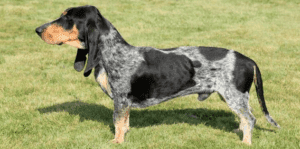 Perro pequeño sabueso azul de Gascuña