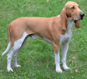 Perro pequeño sabueso de Suiza