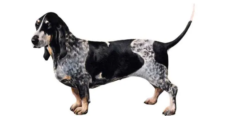 Perro Basset azul de Gascuña