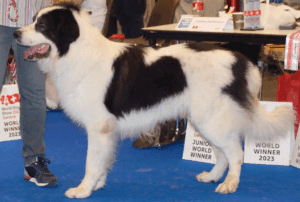 Perro pastor rumano de bucovina