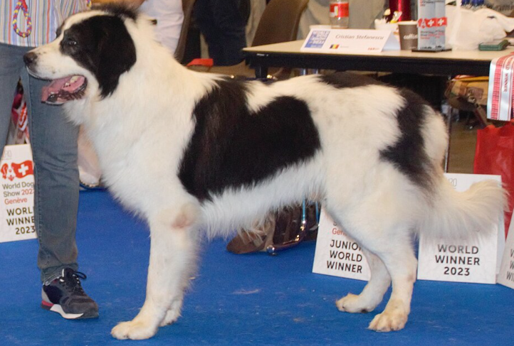Perro pastor rumano de bucovina