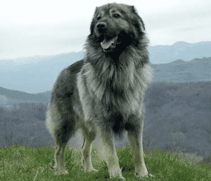 Perro pastor de karst