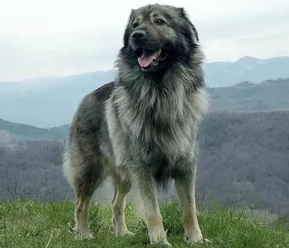Perro pastor de karst