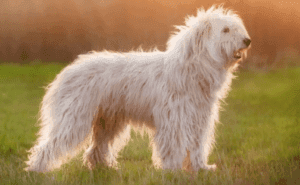 Perro pastor del sur de rusia
