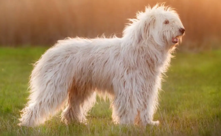 Perro pastor del sur de rusia