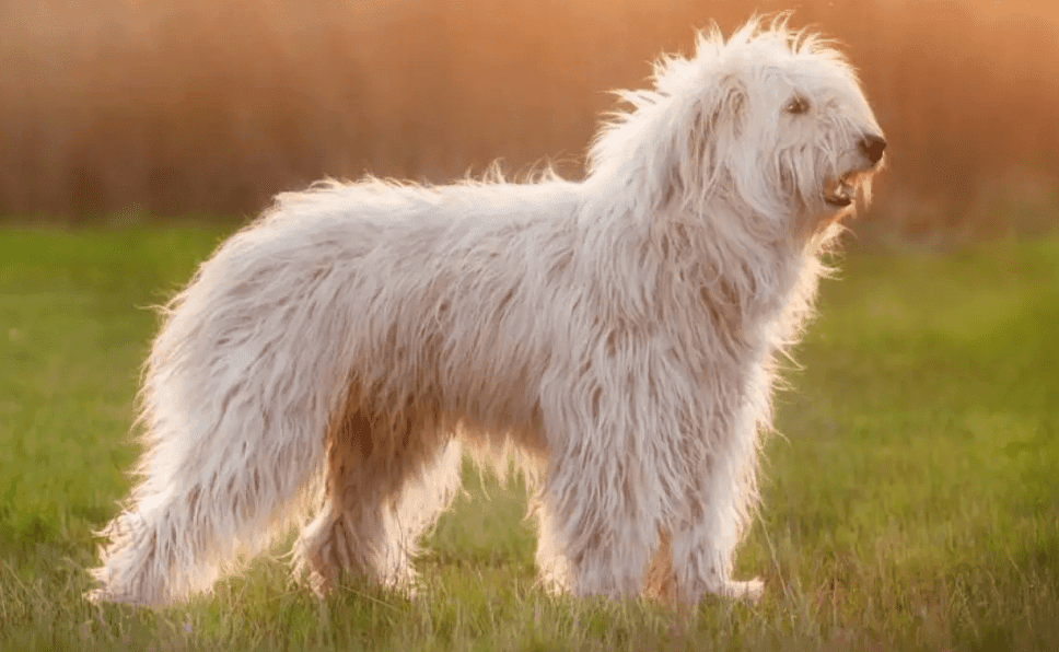 Perro pastor del sur de rusia