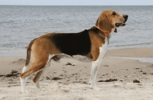 Perro cazador de estonia