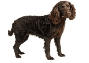 Perro de agua americano
