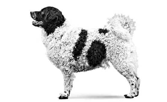 Perro de agua frisón