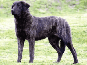 Perro de Castro Laboreiro