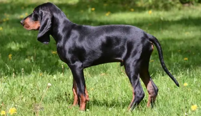 Perro de caza polaco