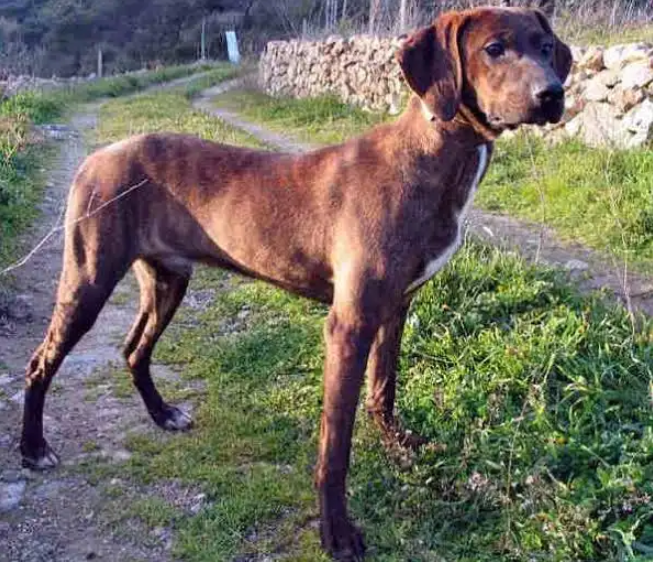 Perro sabueso de maremma