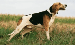 Perro sabueso francés tricolor