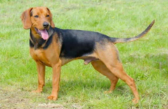 Perro sabueso serbio