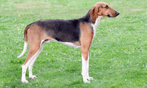 Perro poitevino