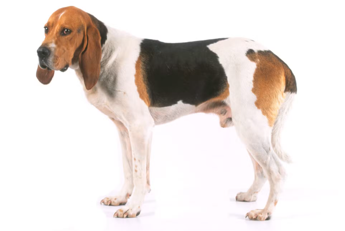 Perro sabueso artesiano