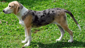 Perro sabueso de dunker