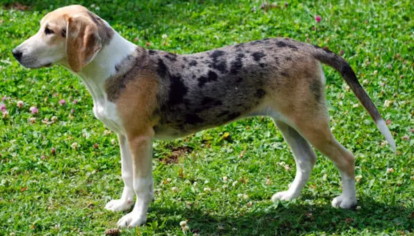 Perro sabueso de dunker