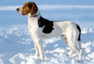 Perro sabueso de halden