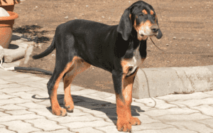 Perro sabueso de transilvania