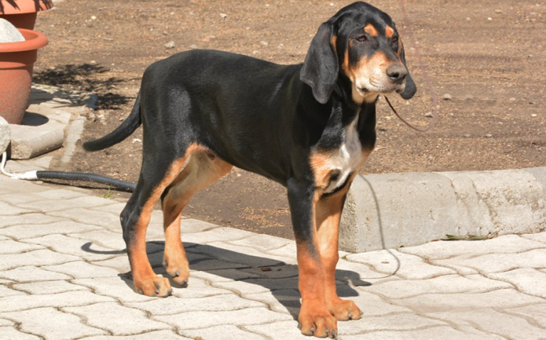 Perro sabueso de transilvania