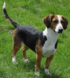 Perro sabueso de sangre de baviera