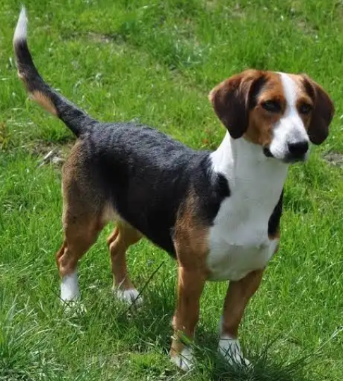 Perro sabueso de sangre de baviera