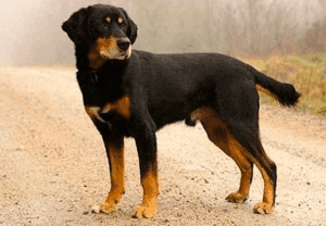 Perro sabueso de smaland