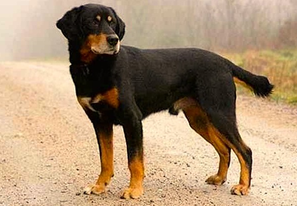 Perro sabueso de smaland