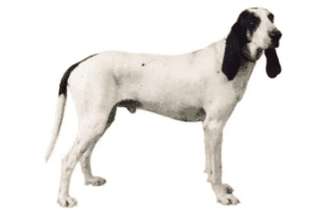 Perro sabueso del ariège
