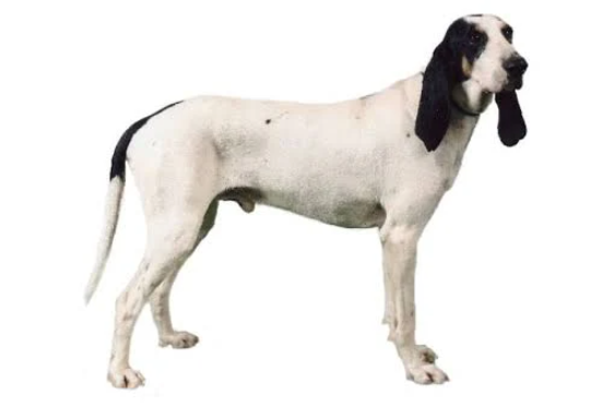 Perro sabueso del ariège
