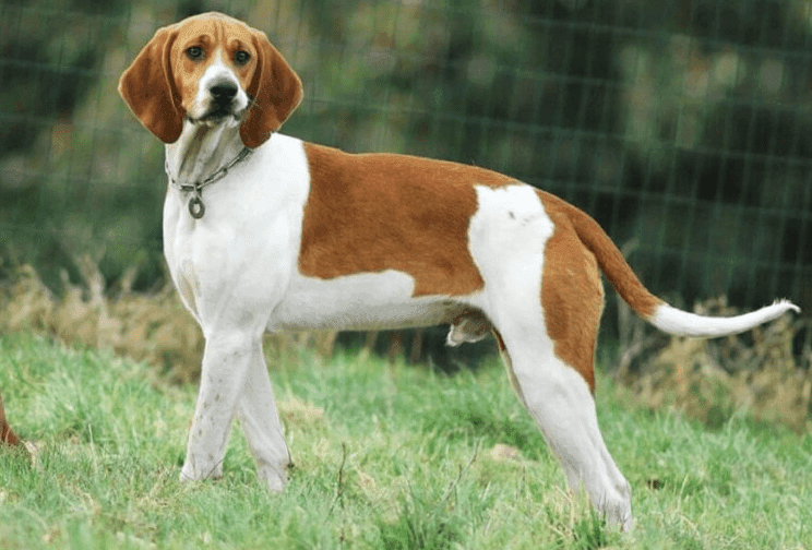 Perro sabueso francés blanco y naranja