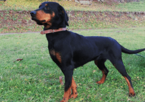 Perro sabueso montañés de montenegro