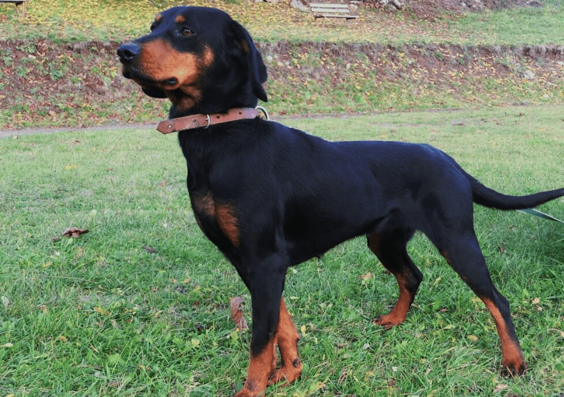 Perro sabueso montañés de montenegro