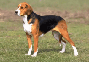 Perro sabueso serbio tricolor