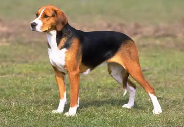 Perro sabueso serbio tricolor
